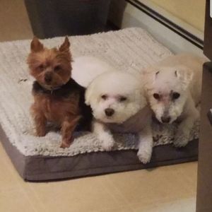 Meet your Posher, Ellen